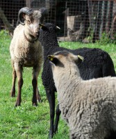 /album/fotogalerie-shetlandske-ovce/farma-lysa-n-l-foto-grocholova-0445-jpg1/